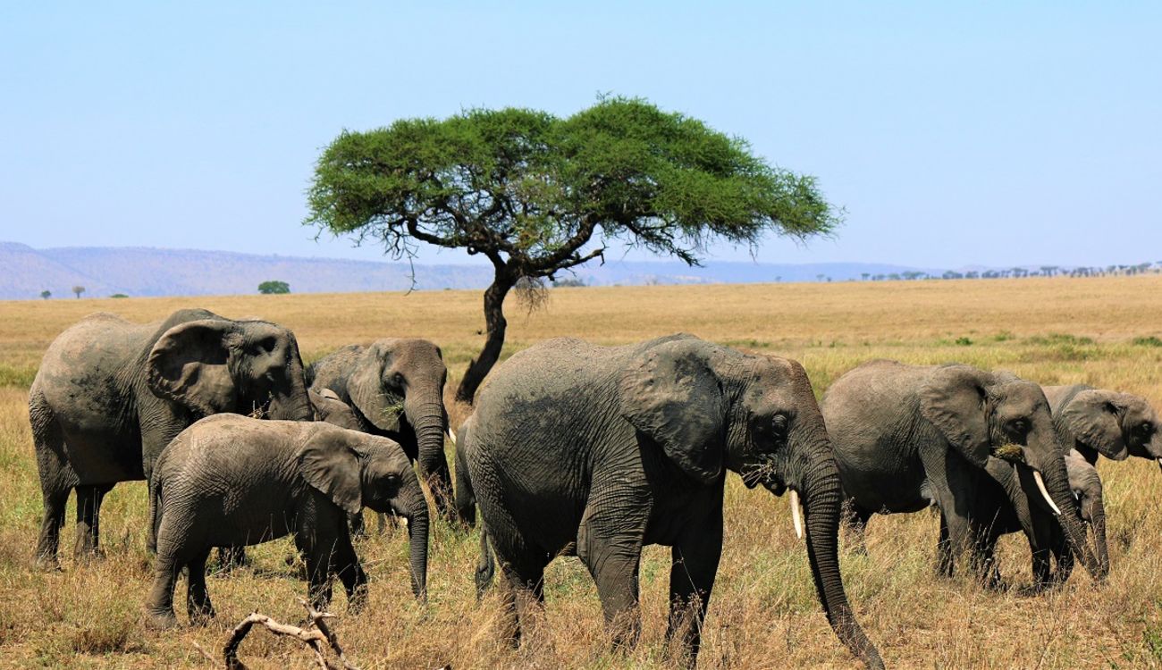 Tanzania-Wildlife-Safari