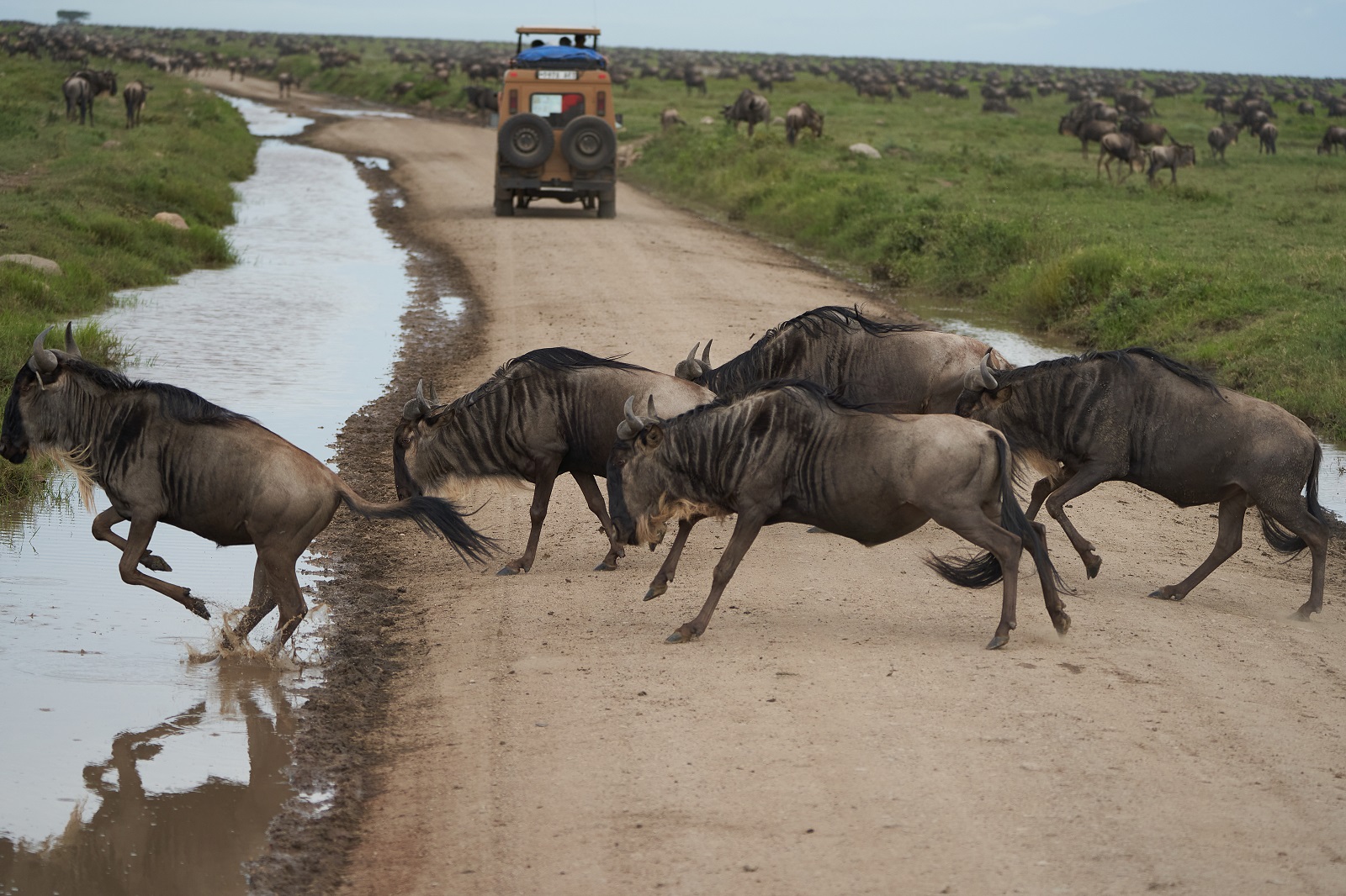 migration-serengeti-national-park.jpg